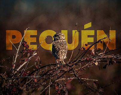 Chilean Bird - Pequén