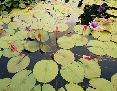 Fairytales at the Lotus Pond
