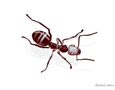 Ant