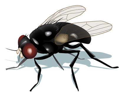 Insect vector illustration