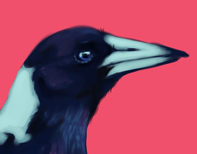 MAGPIE - speed drawing