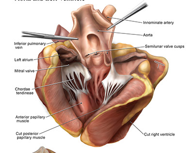 Anatomy of Sheep Heart