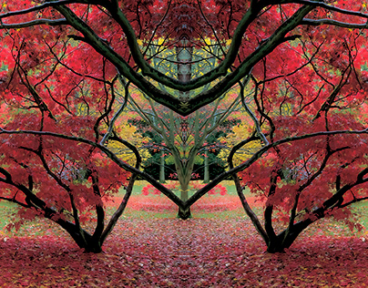 Woodland's Hidden Secrets Red Autumn Colour