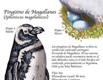 Lámina pingüino de Magallanes