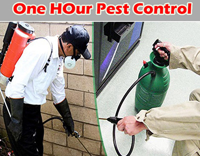 One Hour Pest Control