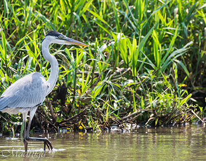Aves do Pantanal - Garça-Moura