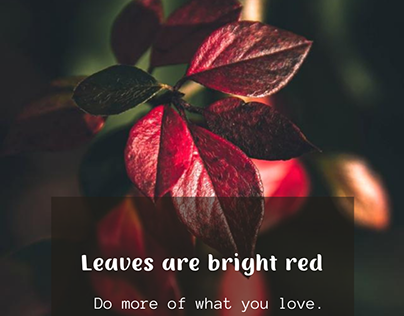 Leaves are bright red