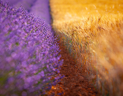 Seasons of Provence