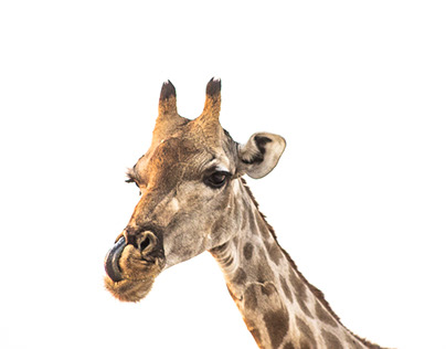 Giraffe Tang in her nose - Etosha