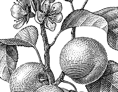 Botanical illustrations vol.1