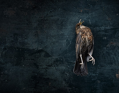 MORTUUS MERULA
// DEAD BLACKBIRD