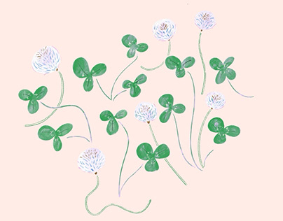 white clover  illustration