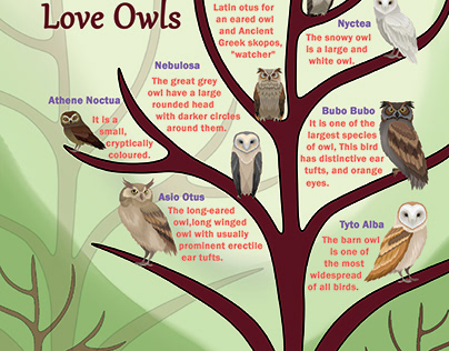 Owl types Infographic