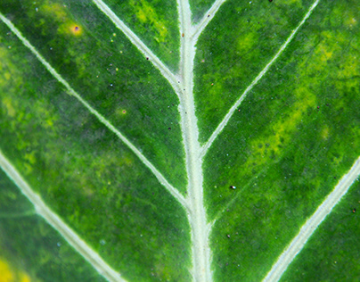 Patterned Green Taro Leaf Photo Background Texture