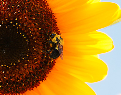 Bumble Bees & Sunflowers