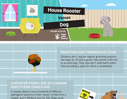 House Rooster versus Dog