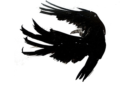 Ravens sketches 1/3