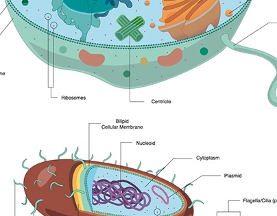 Biology: Eukaryote and Prokaryote comparison