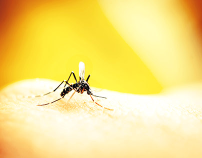 Combate a Dengue na Empresa