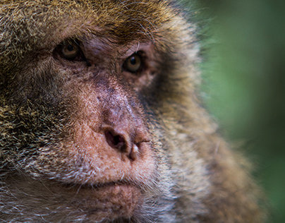 Barbary Macaque - by Derek W Stehwien