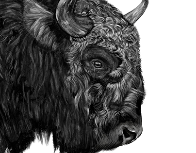 Bison Study Photoshop Painting