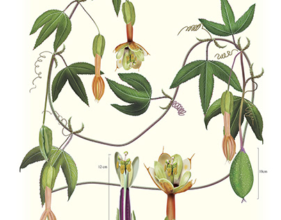 Passiflora linearistipula