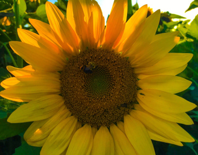 August sunflower2