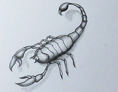 Scorpio Realistic Drawing
