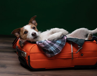 Traveling with Your Small Dog