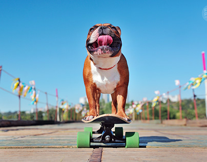 Skateboarding dog photo project