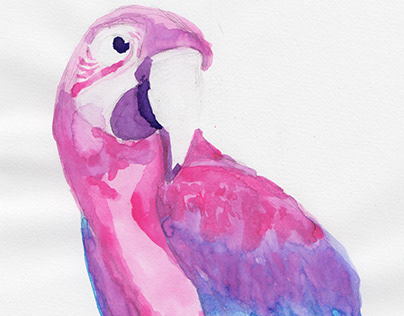 Pink Purple Blue Parrot