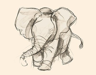 Elephant, pencil sketches
