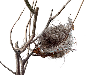 Drawing of a wrens nest on rose bush