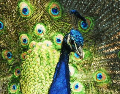 Be a Proud Peacock 2