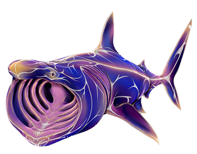 Basking Shark - 3D study