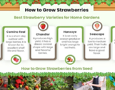 How to Grow Strawberries From Seeds