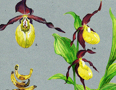 ▴ the lady's slipper orchid ▴ antropoflora ▴