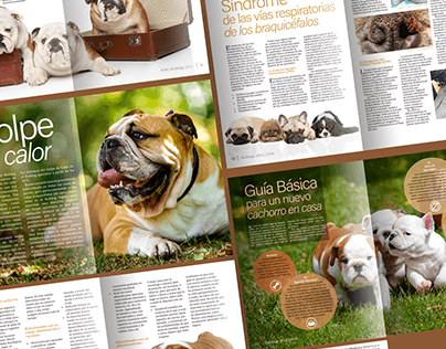 Diseño de Revista "Edición Bulldogs"
