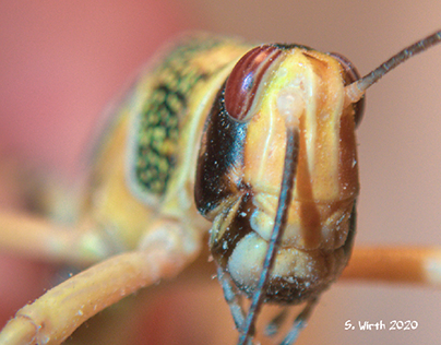Locust Schistocerca gregaria nymph