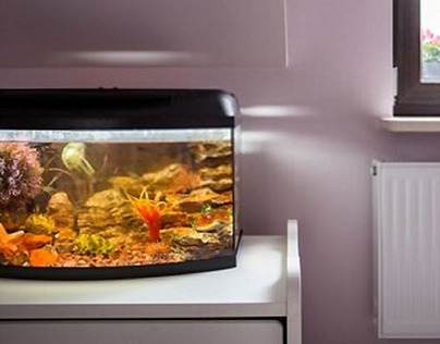 The Best Fish Tanks for Beginners for 2020