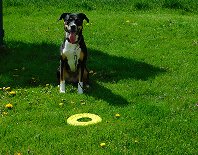 dog with frisbee