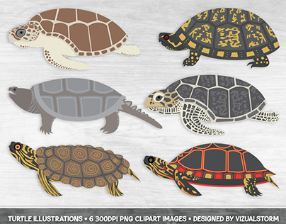 Turtle Illustration Set