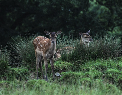 two fawns