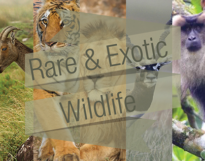 The Rare & Exotic Wildlife