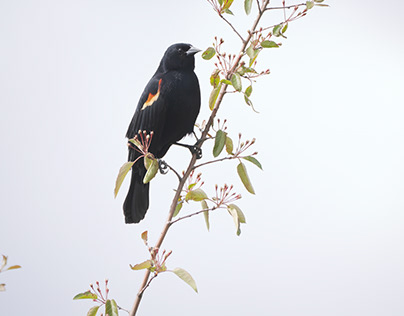 black bird as art
