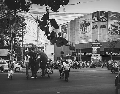 Photography series #8 Begging Street Elephant