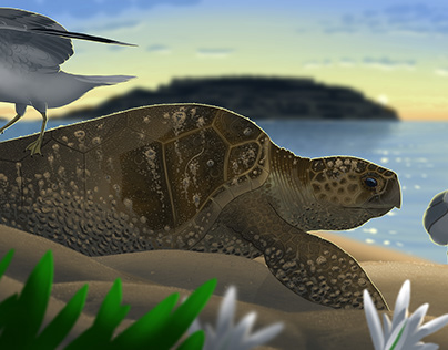 Loggerhead Sea Turtle (Caretta caretta) - Illustration