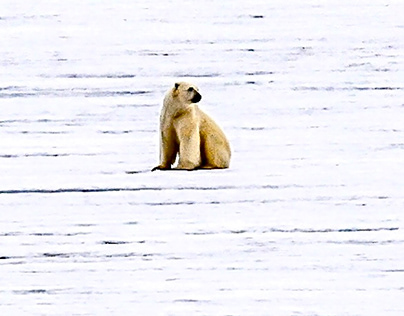 Distant Polar Bear - Svalbard