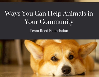 Ways You Can Help Animals in Your Community