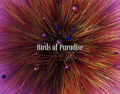 Birds of Paradise || Style frames